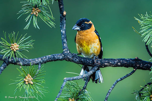 Black-headed Grosbeak,