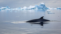 Minke Whale