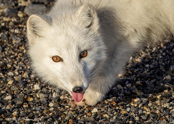 Arctic Fox