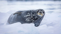Weddell Seal