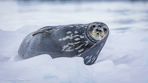 Weddell Seal