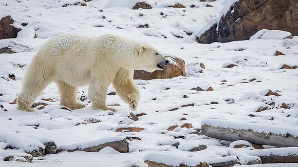 Polar Bear