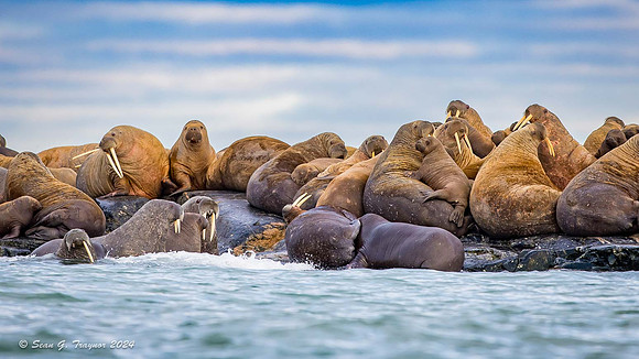 Walruses