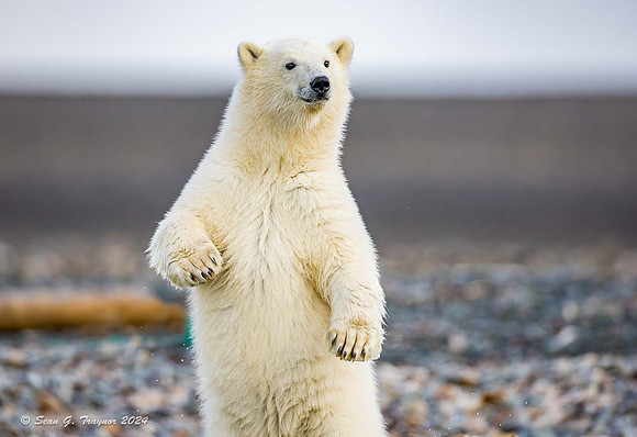 Polar Bear