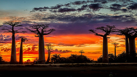 Baobab Sunset - Madagascar