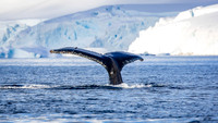 Humpback Whales
