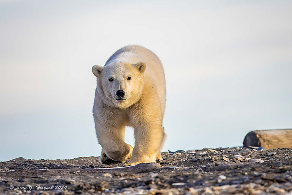 Polar Bear
