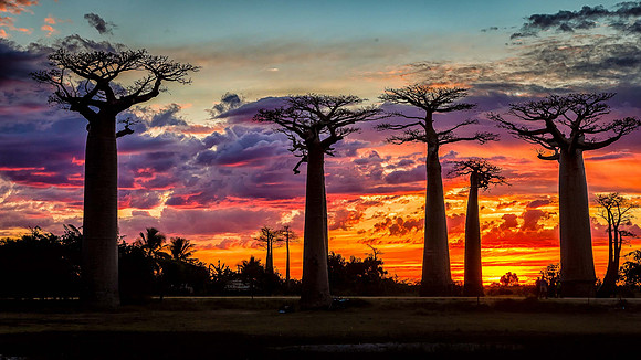 Baobab Sunset - Madagascar