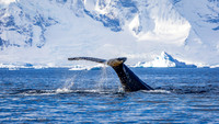 Humpback Whales