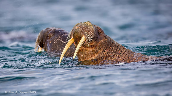 Walruses