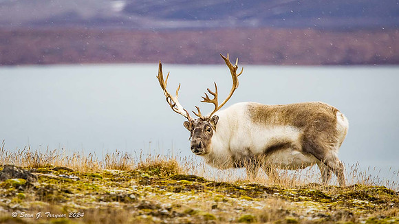 Reindeer