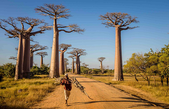 Avenue of the Baobabs - Madagascar