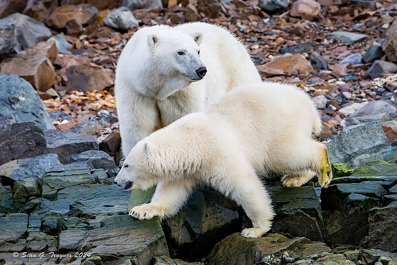 Polar Bears