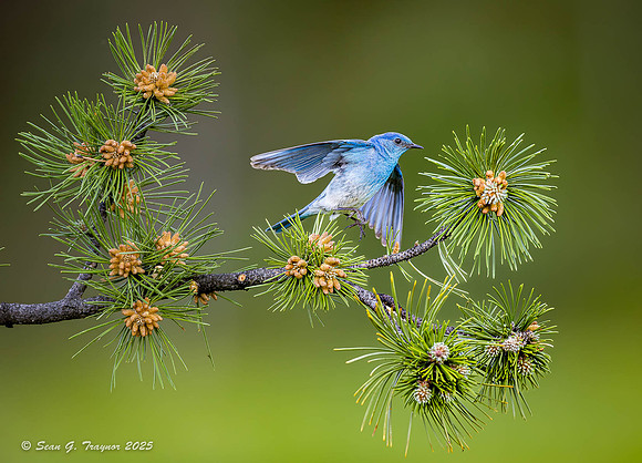 Mountain Bluebirds