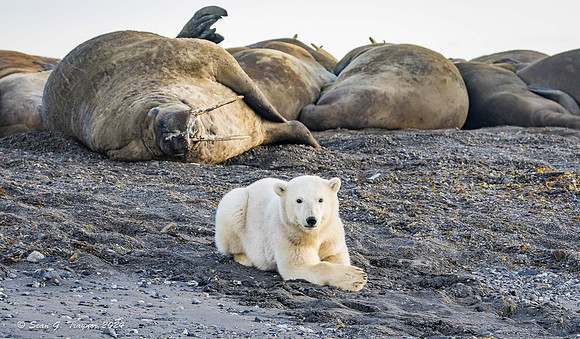 Polar Bears & Walruses