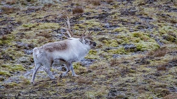 Reindeer