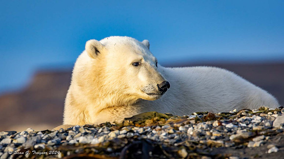 Polar Bear