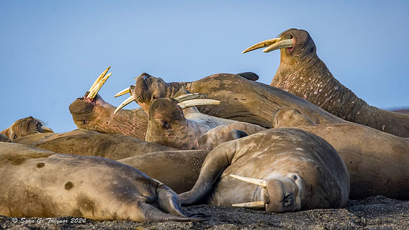 Walruses