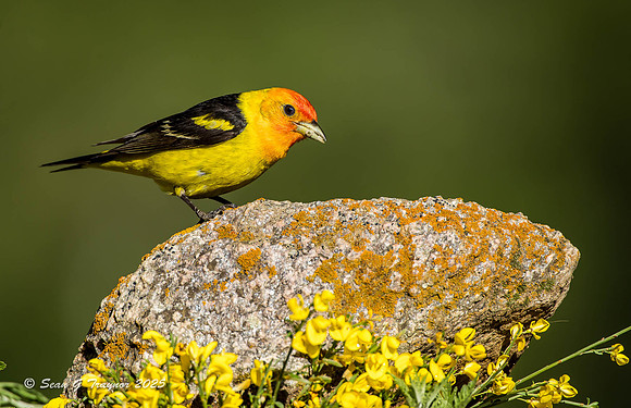 Western Tanager