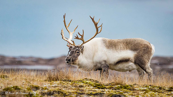 Reindeer